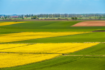 Landscape of yellow and green area of plants
