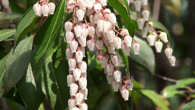 Spring flowers of Japanese Andromeda (Pieris japonica).