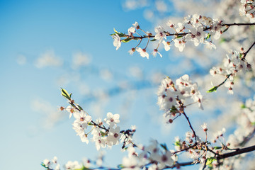 Spring Cherry blossom