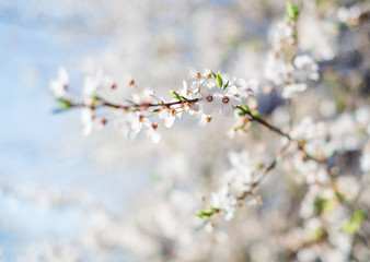 Spring Cherry blossom