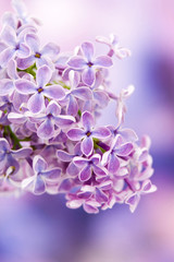Naklejka na ściany i meble Blooming lilac flowers