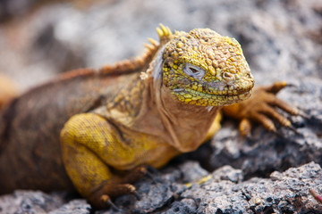 Land iguana