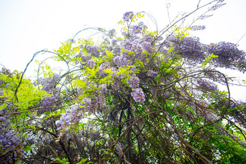 Wisteria Park