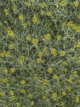 Textura de herbácea con espinas, neneo, mulinum spinosum
