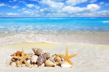 Fototapeta na wymiar Verschiedene Muscheln liegen am sonnigen Strand