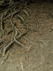 Raices de Patagua. Árbol de costa
