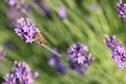 ラベンダーと蜜蜂