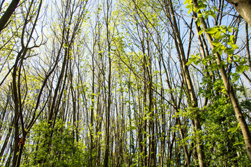 English beech coppice