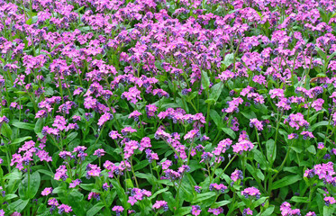 Forget-me-not flowers