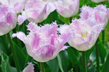 Fringed tulips - closeup