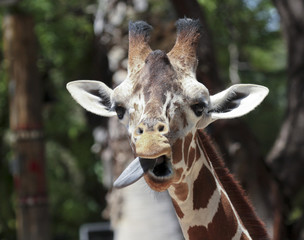 A Giraffe Sticks Out its Long Tongue