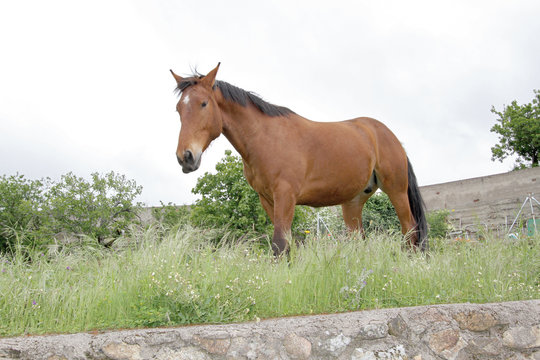 Caballo pastando, Gargantilla, C&aacute;ceres, Espa&ntilde;a