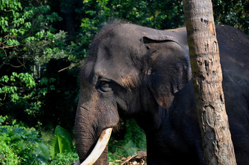 Elephant in Pinnawala orphanage in Sri Lanka