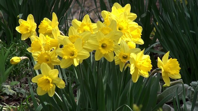 Blooming Yellow Narcissuses in the Brooklyn botanical garden.