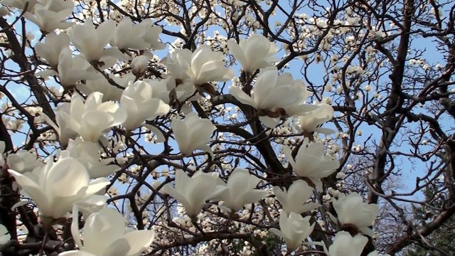 Blooming Yulan Magnolia in the Brooklyn BG (Magnolia Denudata).