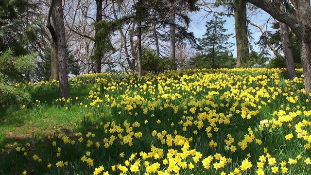 Yellow meadow with blooming Narcissuses. Brooklyn BG