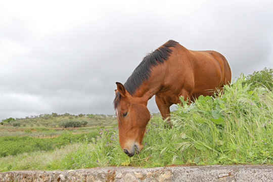 Caballo en el prado, Gargantilla, C&aacute;ceres, Espa&ntilde;a