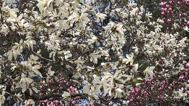 Blooming Magnolia Kobus spring of in the Brooklyn BG