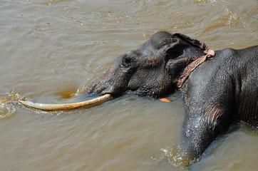Fototapeta premium Big and black Elephant bathing in the river Ma Oya in Pinnawala