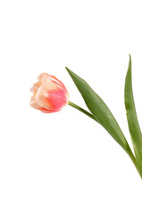 Pink tulip  isolated on white background