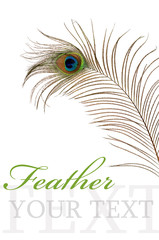 Naklejka premium Feather of peacock isolated on white background