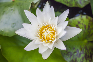 lotus flower