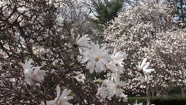 Blooming Star Magnolia in the Brooklyn BG (Magnolia stellata).