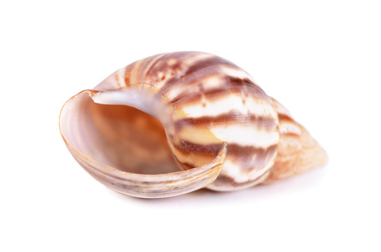 Sea cockleshell isolated on white background