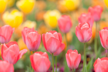 チューリップ畑