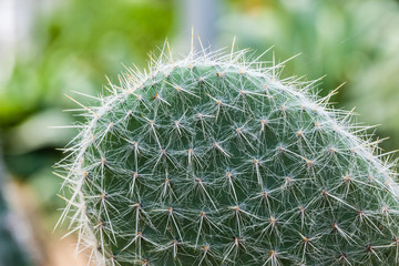 Hairy Opuntia paddle