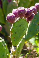 Prickly pears
