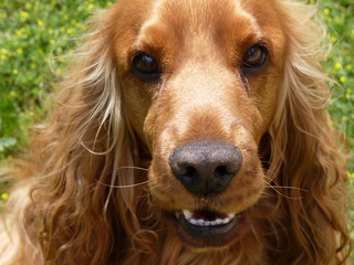 chien de race cocker spaniel