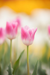 チューリップ畑