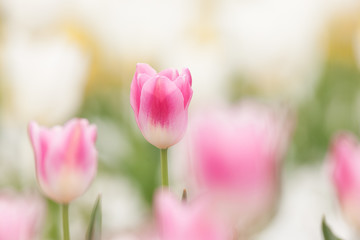 Obraz na płótnie Canvas Pola tulipanów