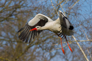 Fototapeta premium Weißstorch im Flug