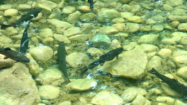 arctic char
