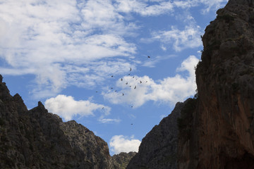Vogelschwarm am Himmel