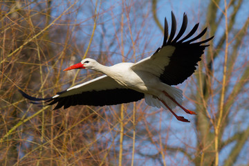 Weißstorch im Flug