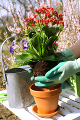 Gardening concept: beautiful flowers in garden with sun light