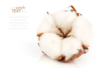 Cotton soft plant with reflection