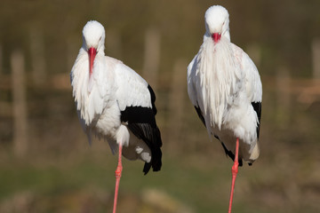 Weißstorchenpaar