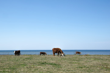 Grazing cattle by the coast
