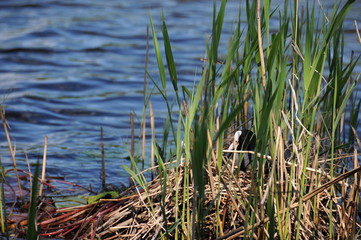 Wasservogel beim Brüten