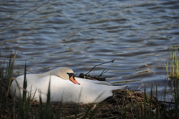 Nistplatz eines Schwans am See