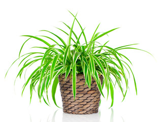 Chlorophytum isolated on white background