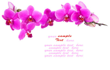 Pink orchid isolated on a white background