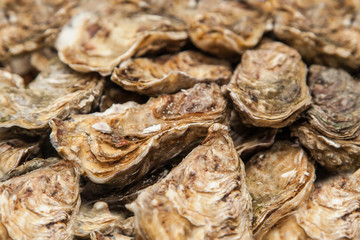 Fresh Oysters