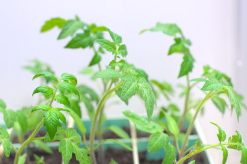 Tomato organic seedlings at the spring