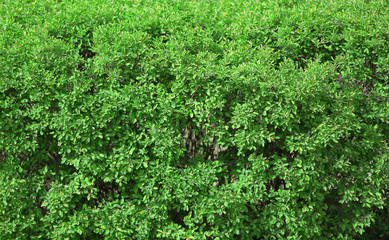 Beautiful green bush close up