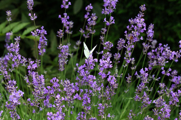 Lavande